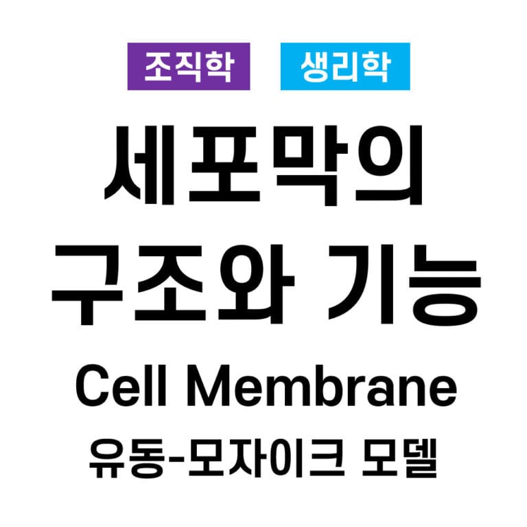 세포막의 구조와 기능: 인지질 이중층과 막 단백질 (Cell Membrane: Phospholipid Bilayer and Membrane Proteins)