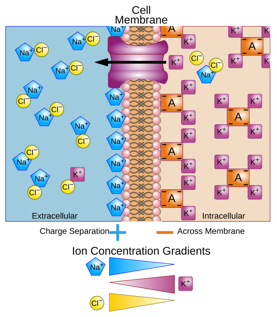 막전위의 생성원리 (Membrane Potential)