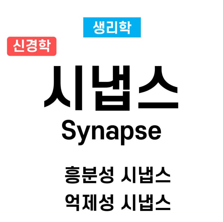 Synapse