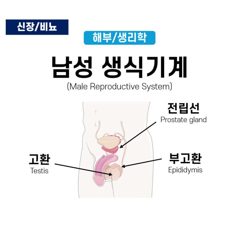 남성 생식기계 (Male Reproductive System)