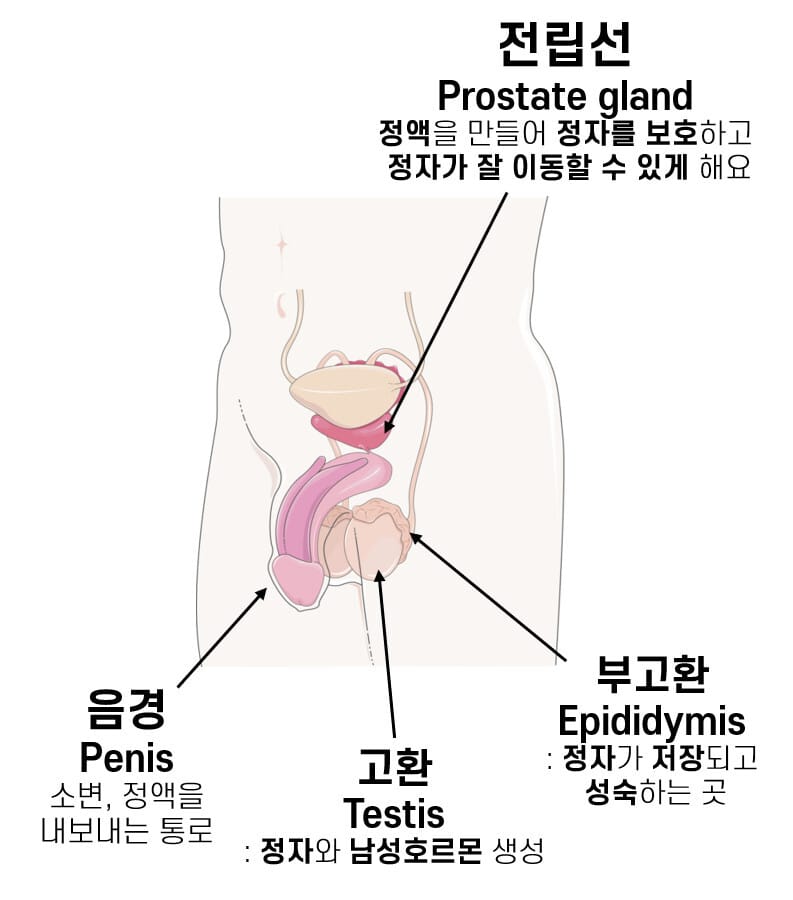 남성 생식기계 (Male Reproductive System)