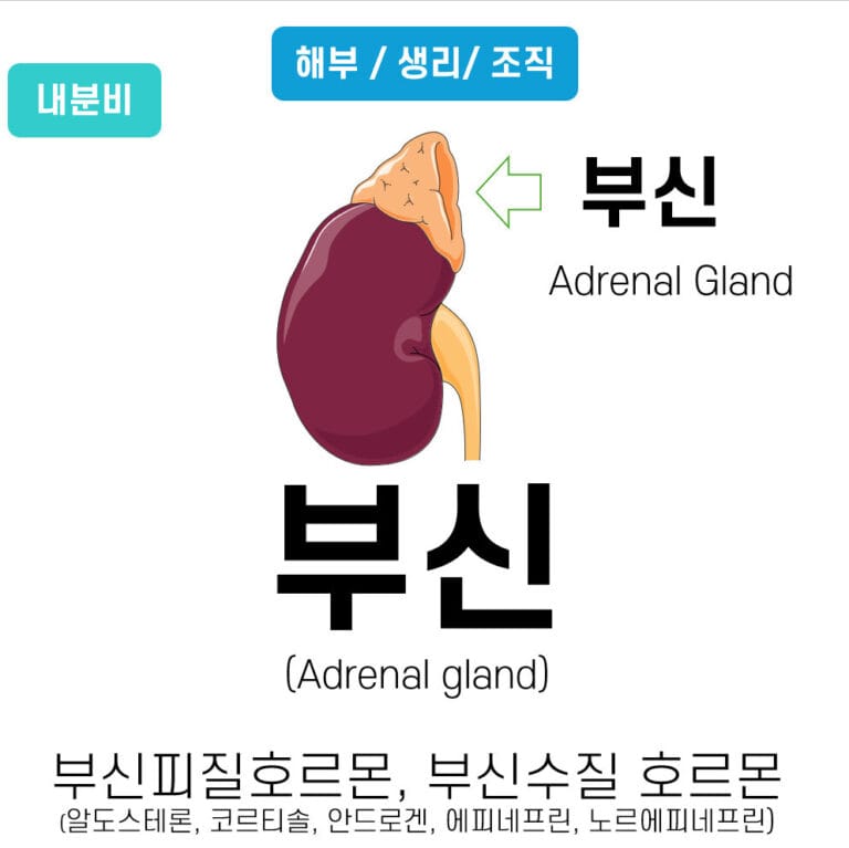 Adrenal gland