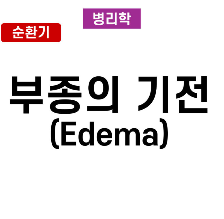부종(Edema)의 기전