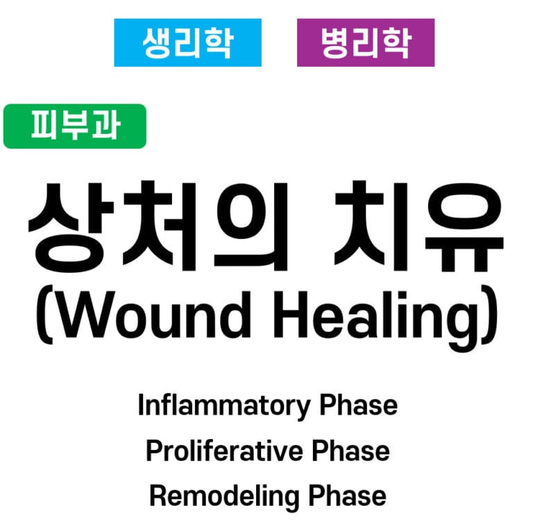 Wound Healing Process