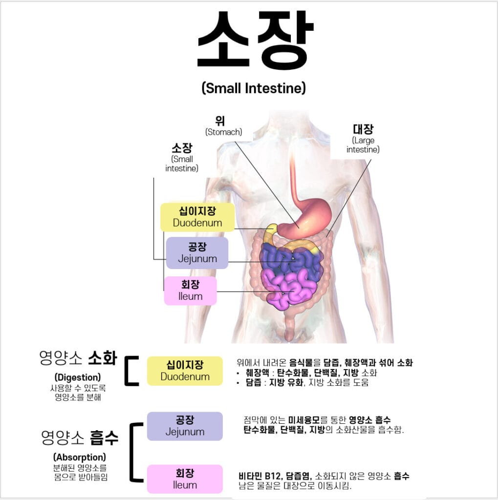 소장의 구조 (십이지장, 공장, 회장) 
