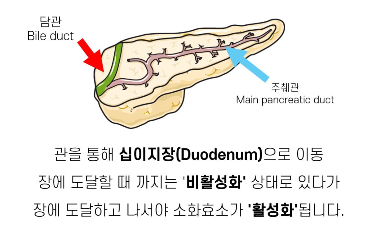 췌장의 소화효소 (Pancreatic enzyme) | 췌장의 기능 2 - 의학당