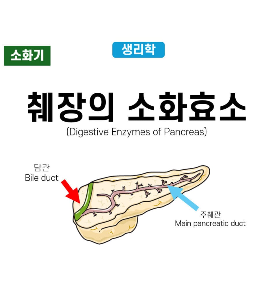 Pancreatic Enzyme