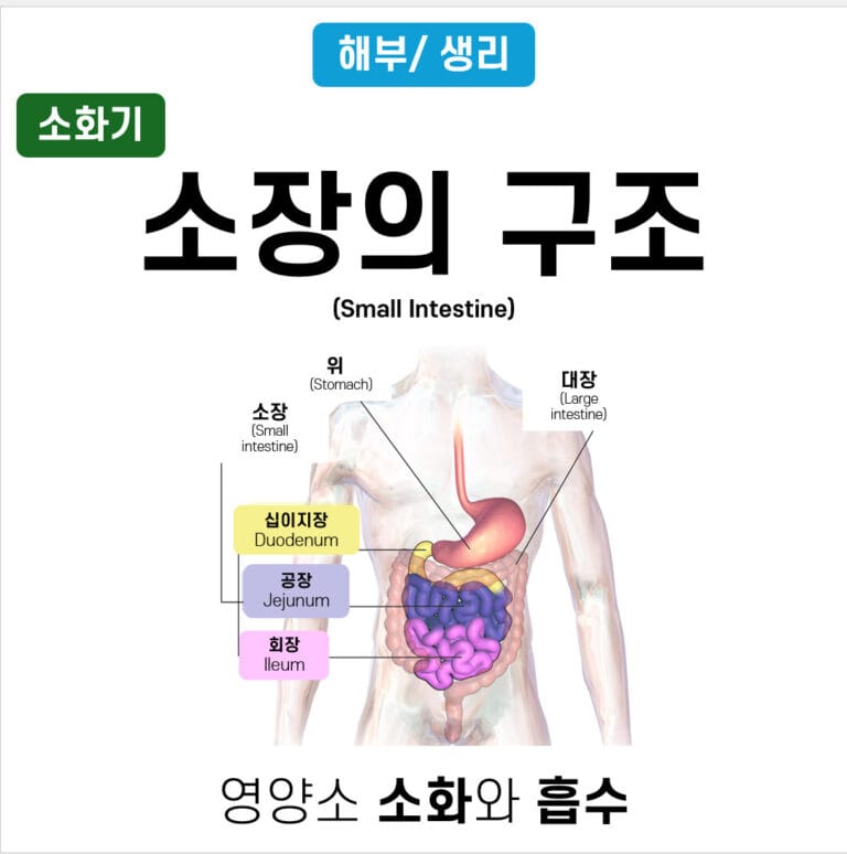 소장의 구조