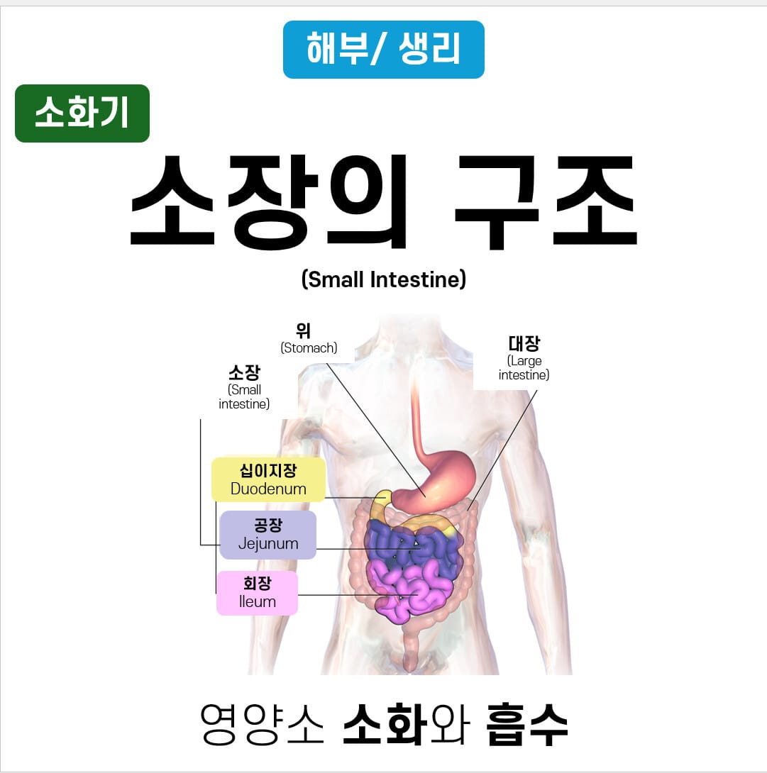 소장의 구조 3가지 | 십이지장, 공장, 회장
