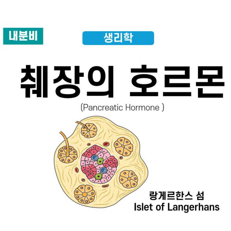 췌장 호르몬 (Pancreatic Hormones) | 췌장의 기능 3