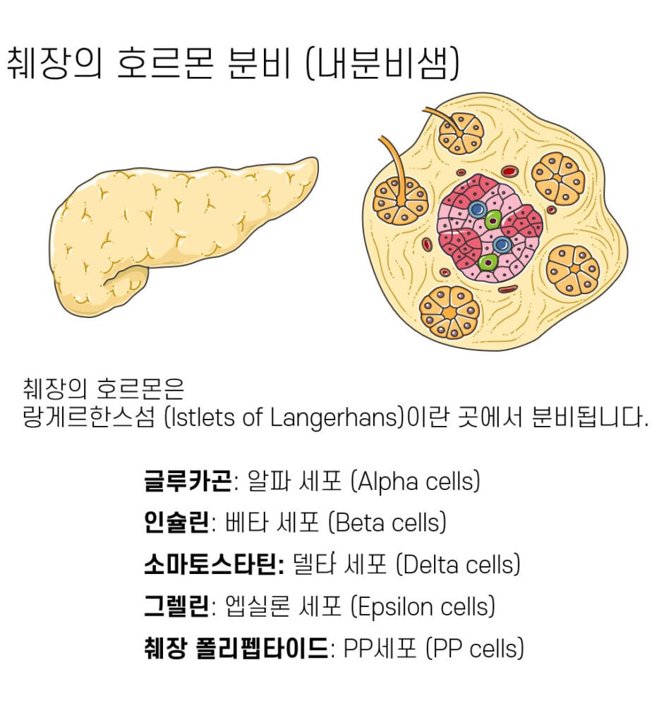 췌장 호르몬 분비 세포