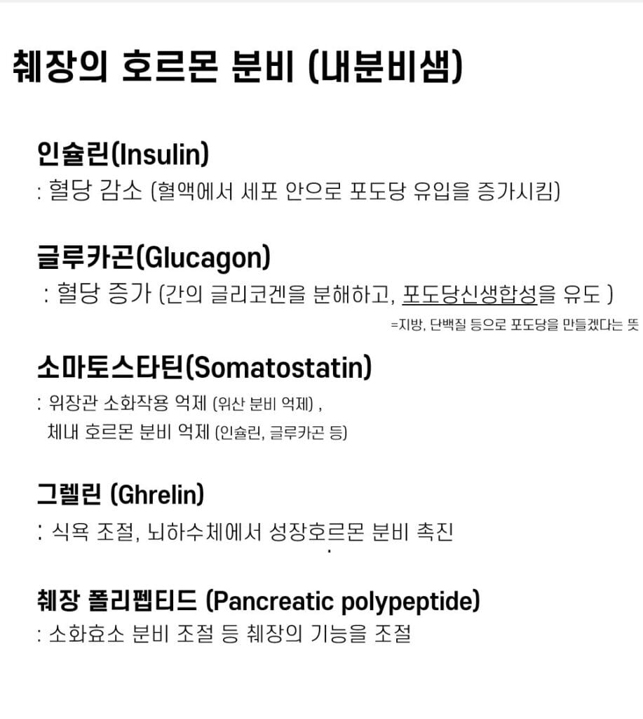 췌장 호르몬 기능