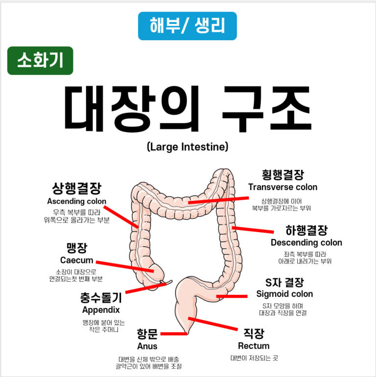 대장의 구조