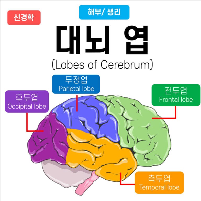 Lobe of Cerebrum