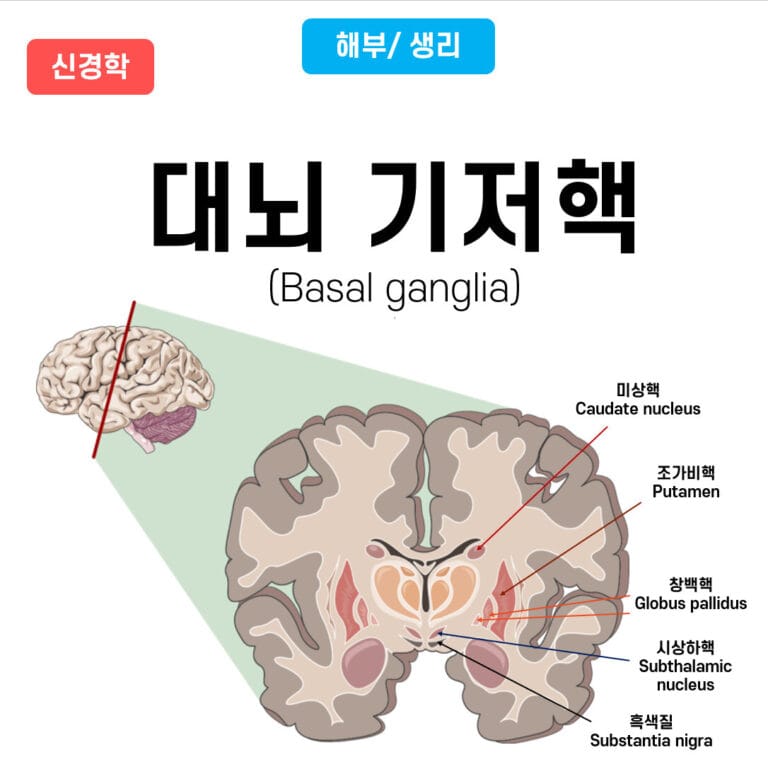 Basal Ganglia