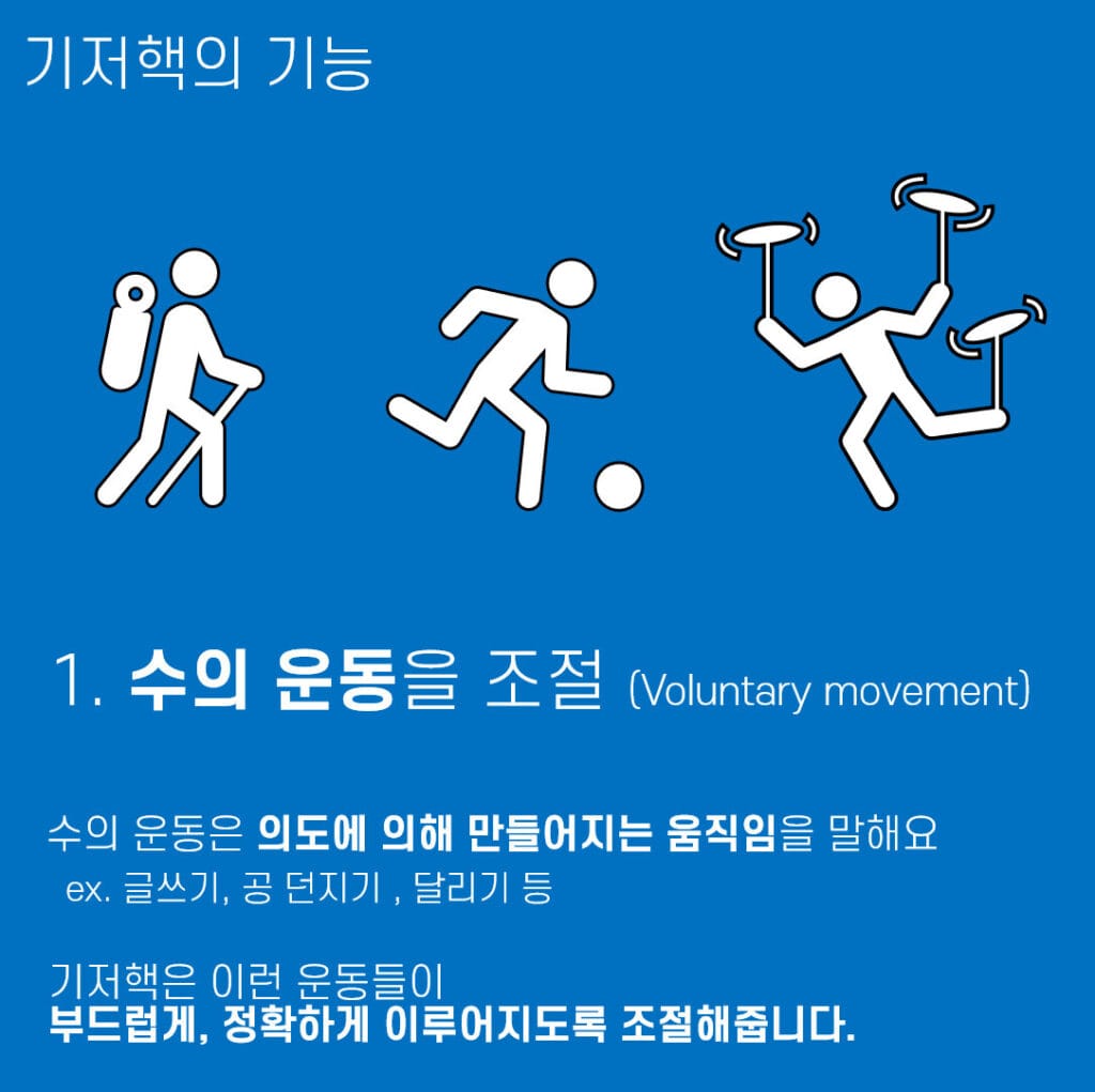 Basal Ganglia Function 