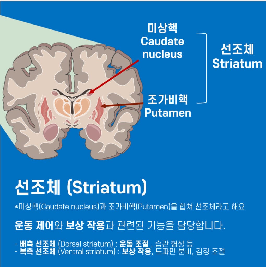 Basal Ganglia, Striatum