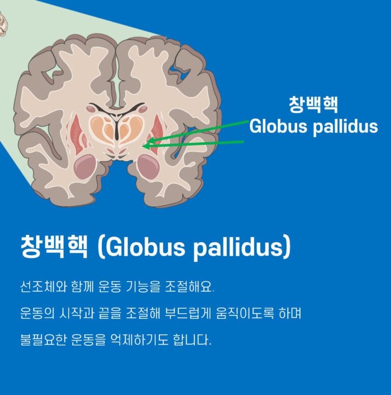 대뇌 기저핵 (Basal Ganglia) - 의학당