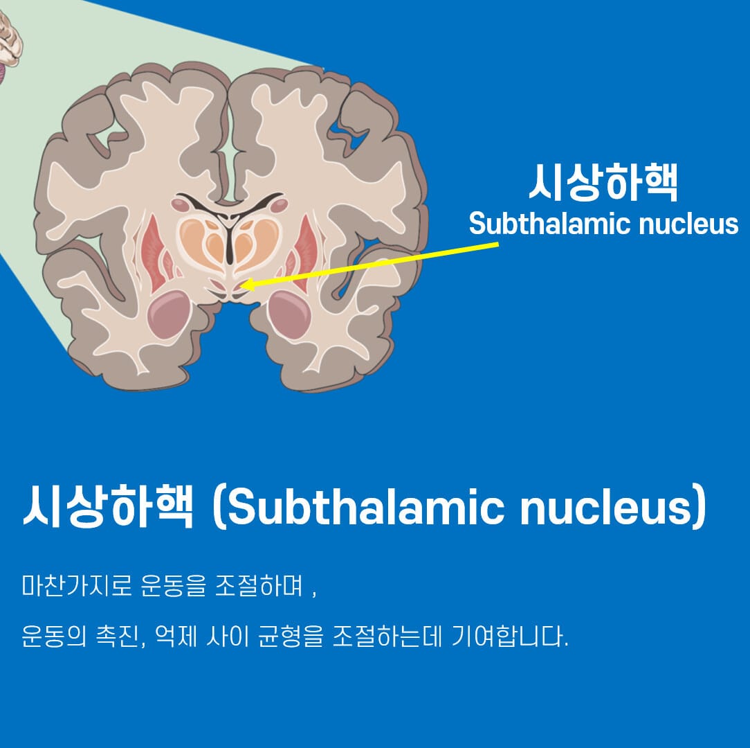 대뇌 기저핵 (Basal Ganglia) - 의학당