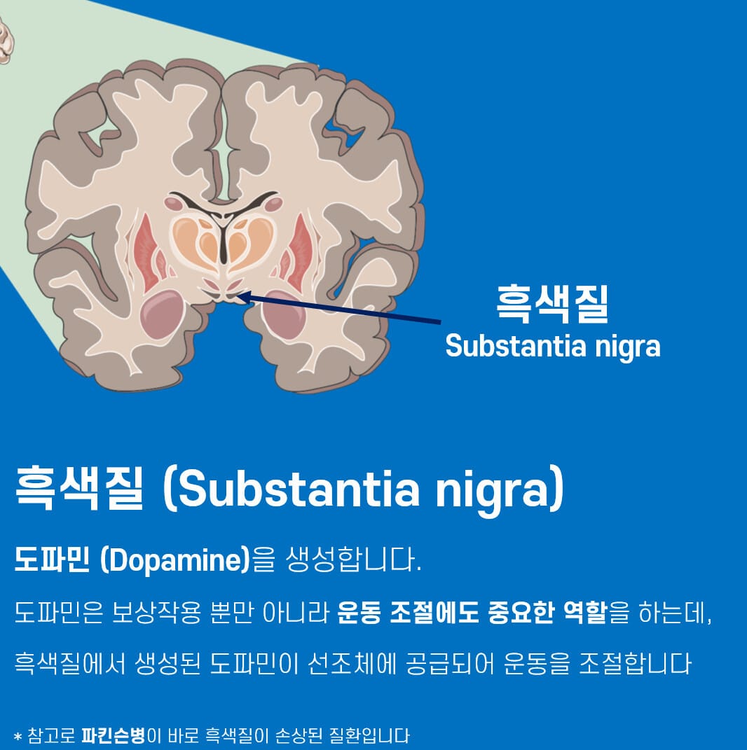 대뇌 기저핵 (Basal Ganglia) - 의학당