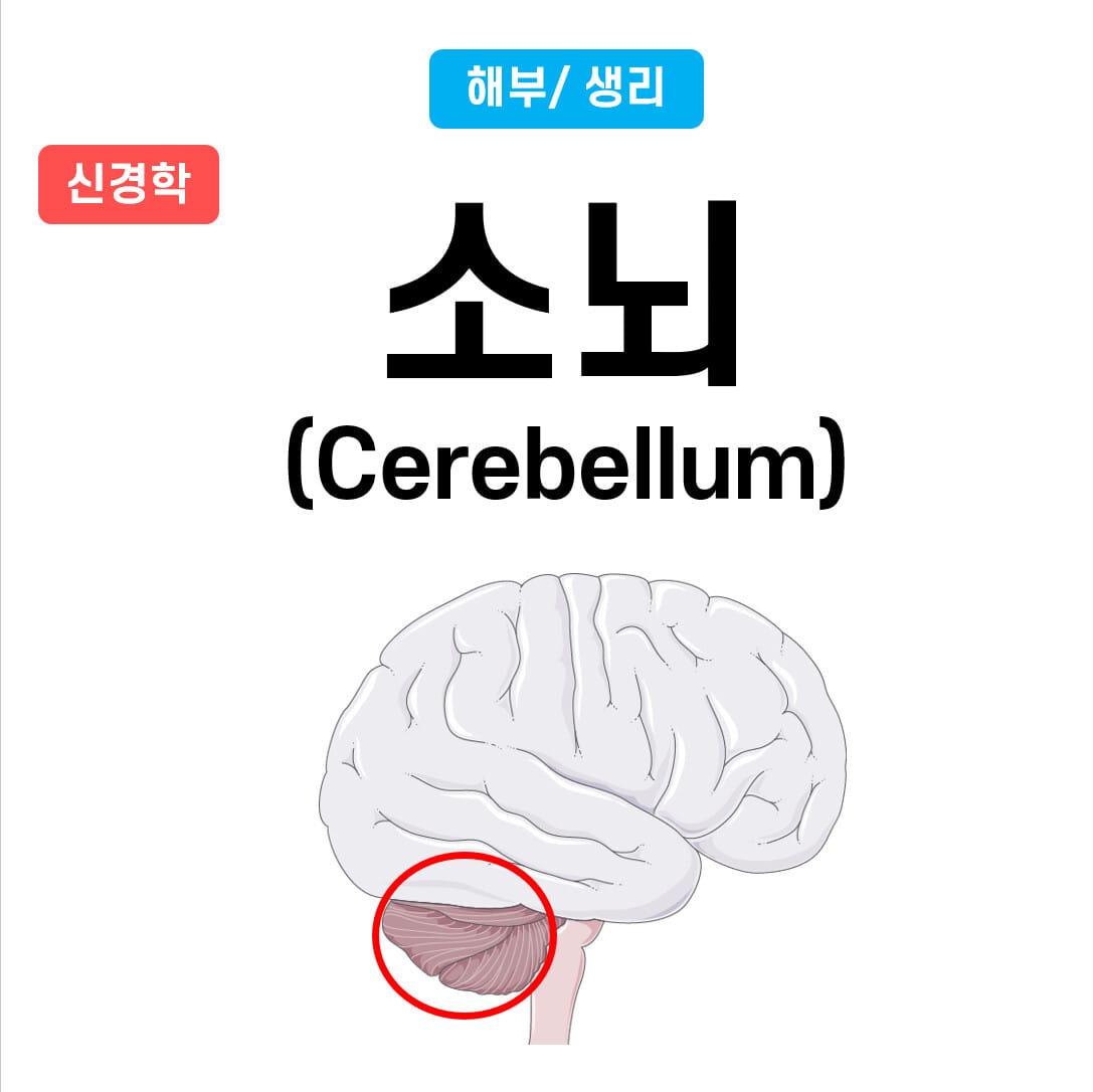 소뇌 (Cerebellum)