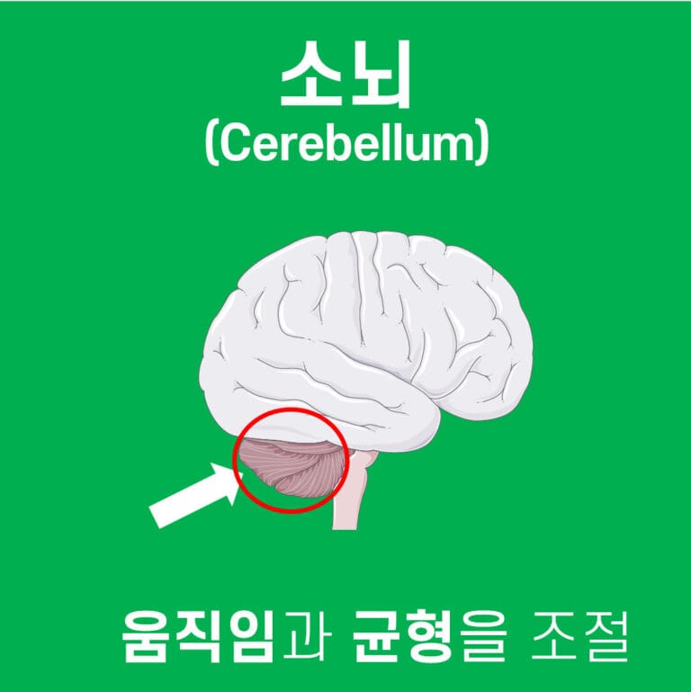 소뇌 (Cerebellum) - 의학당