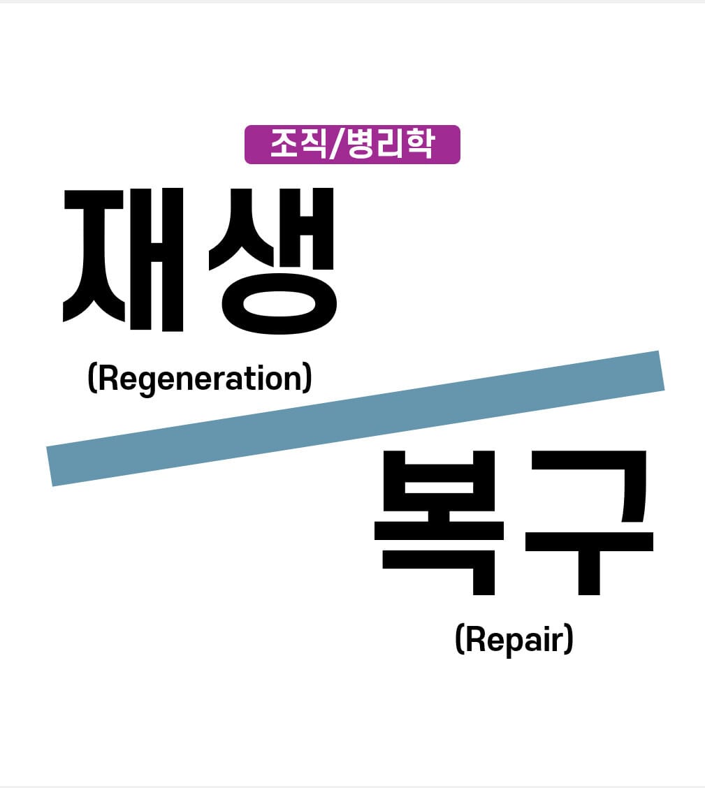 재생(Regeneration)과 복구(Repair)