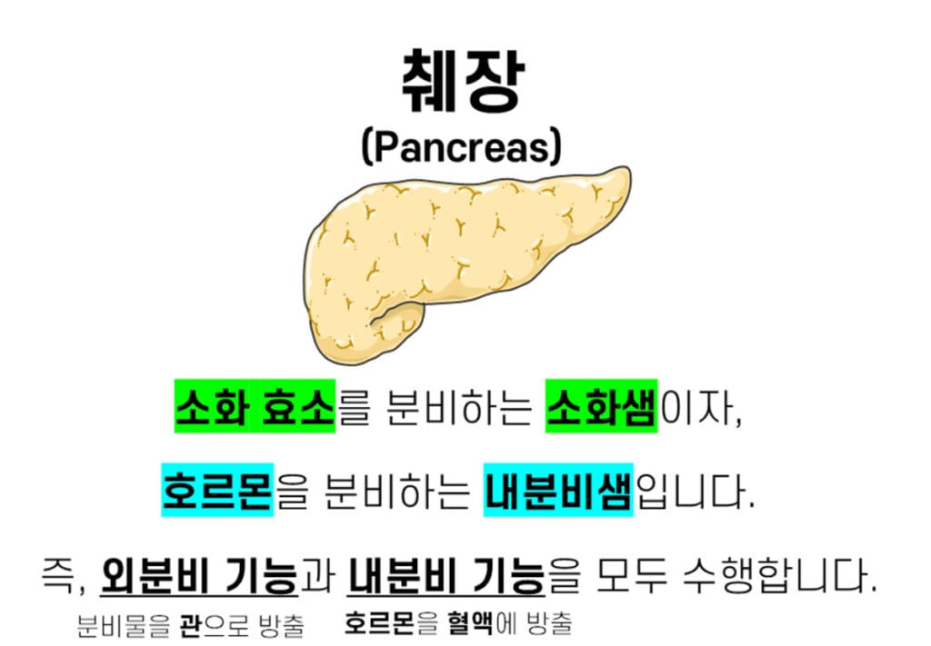function of Pancreas