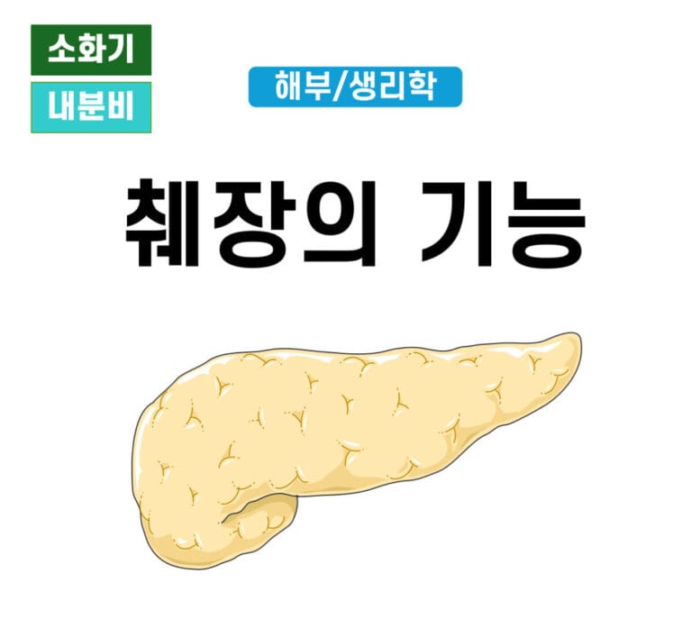 췌장(Pancreas)의 기능 -1
