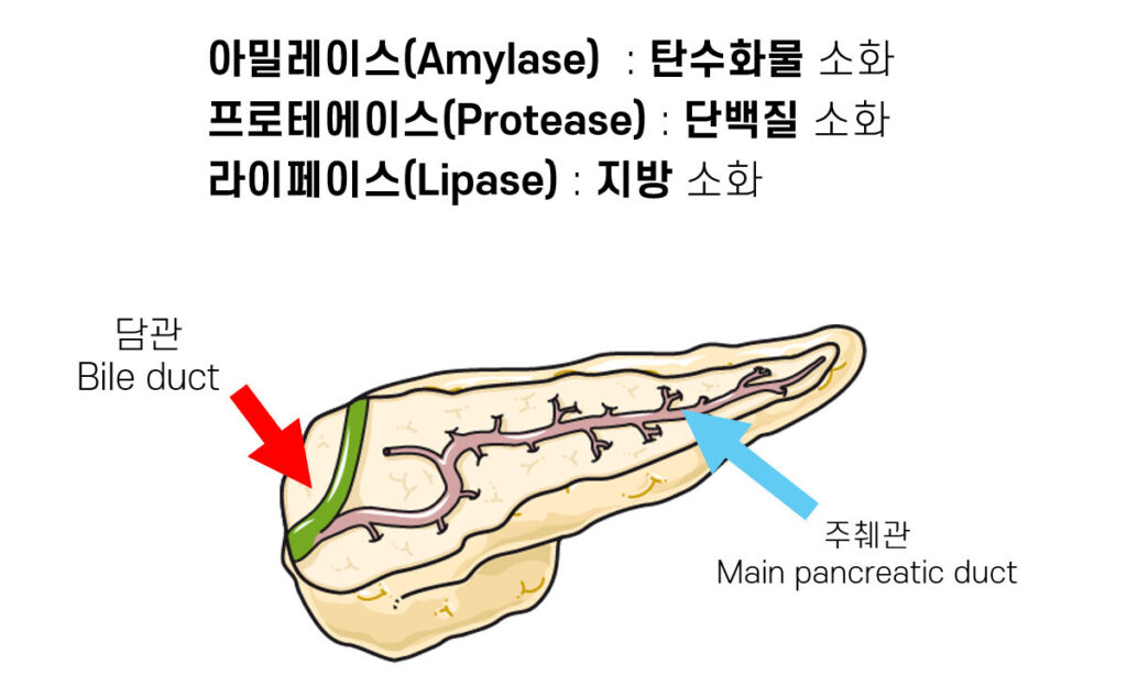 function of Pancreas, digestive 