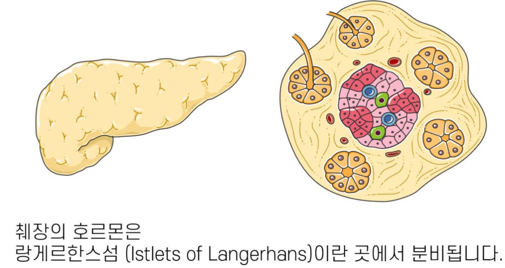 function of Pancreas, endocrine