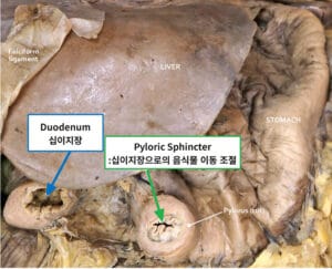 위의 구조 (Stomach Anatomy) - 의학당