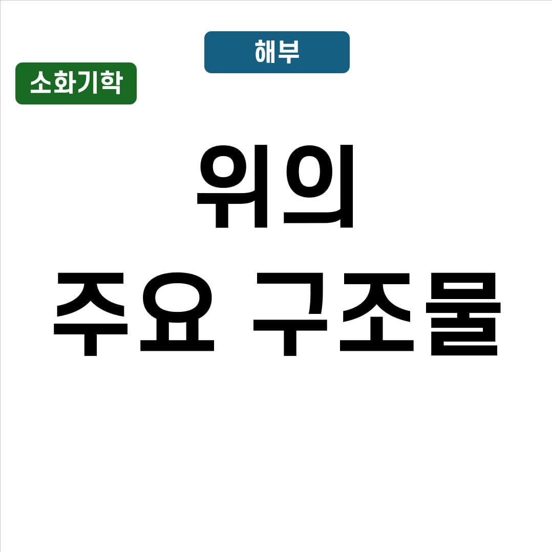 위의 주요 구조와 기능