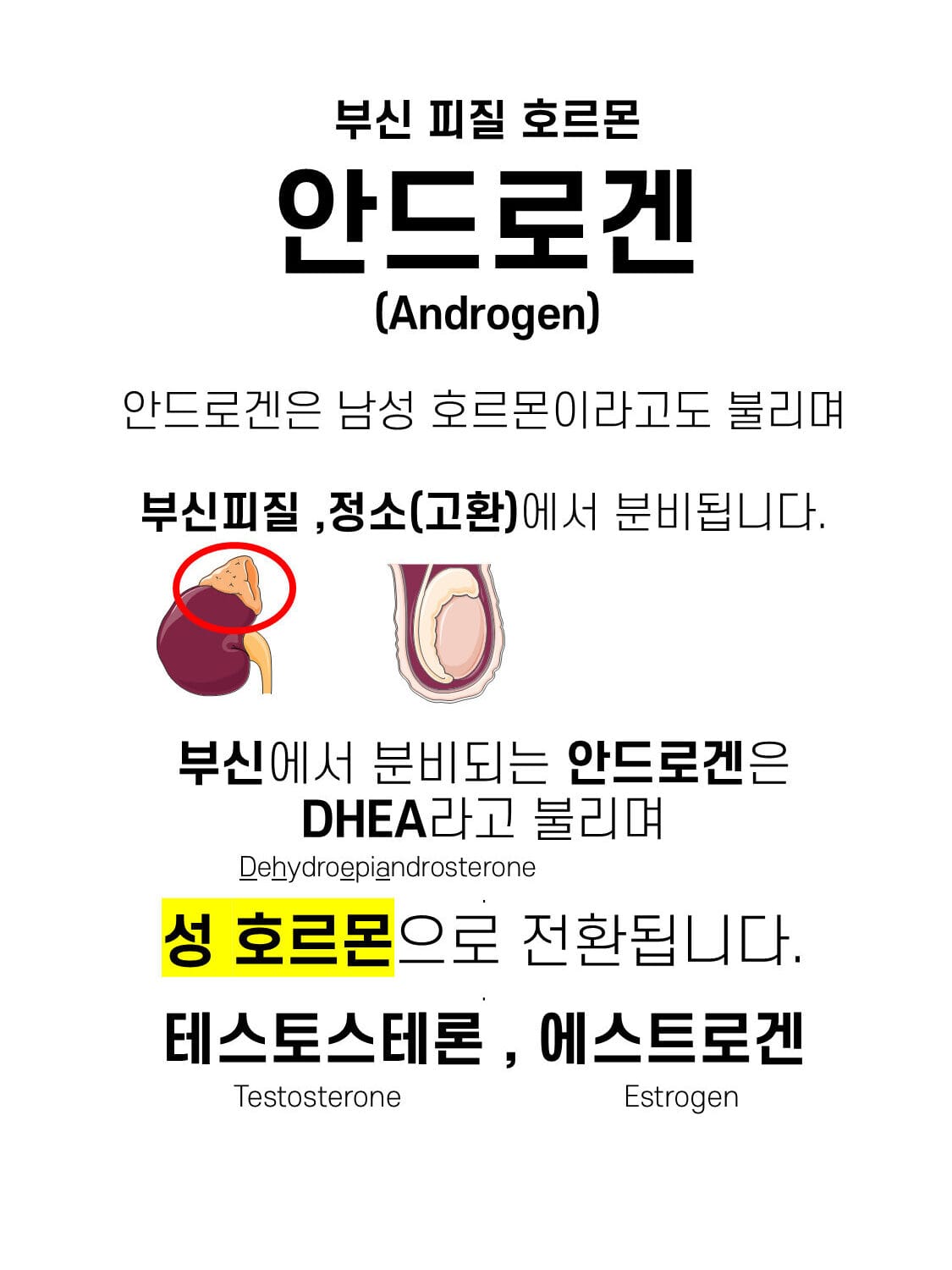안드로갠, Androgen
