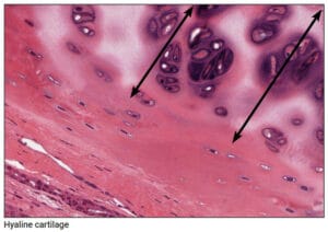 연골 (Cartilage) - 의학당