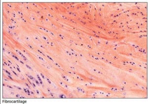 연골 (Cartilage) - 의학당