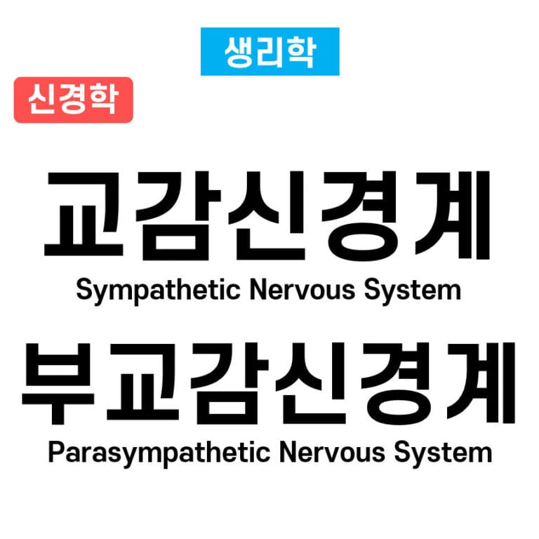 교감신경계와 부교감신경계 (Sympathetic Nervous System, Parasympathetic Nervous System)