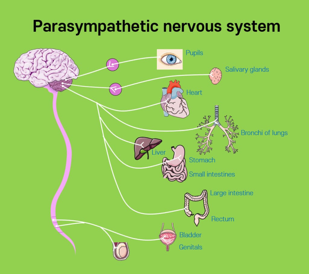부교감신경계 (Parasympathetic Nervous System)