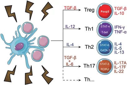 T lymphocytes
