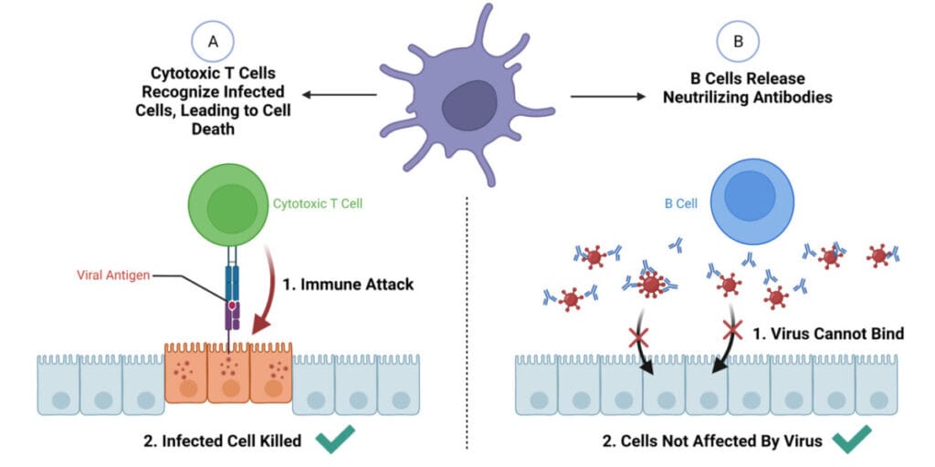 CD8⁺ 세포독성 T세포 (Cytotoxic T Cells, Tc)