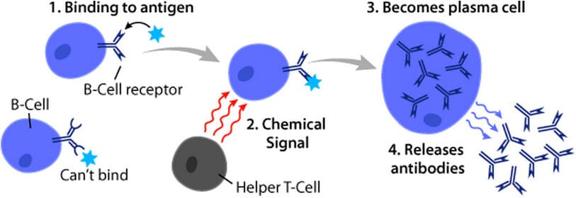 형질세포 (Plasma Cells), B cells 