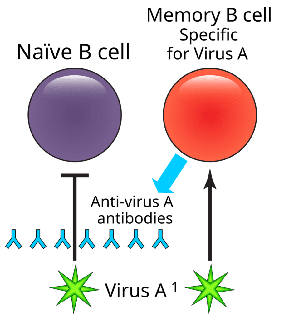 Memory B cells 