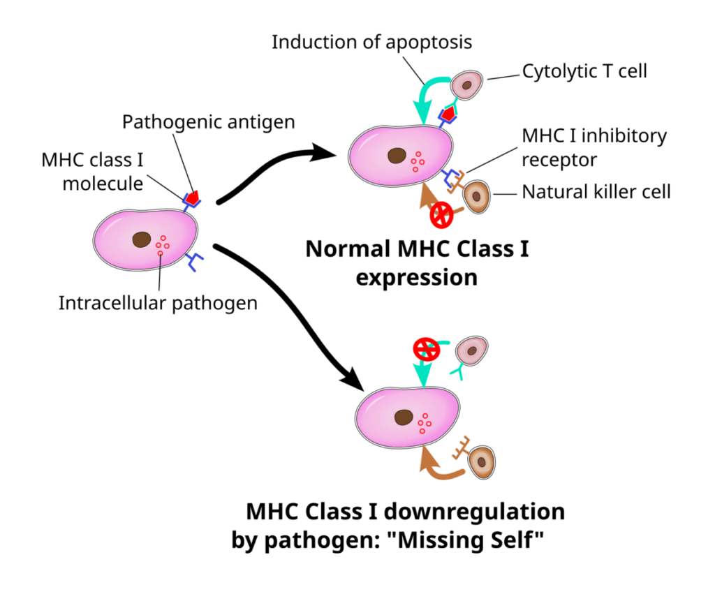 NK cells 