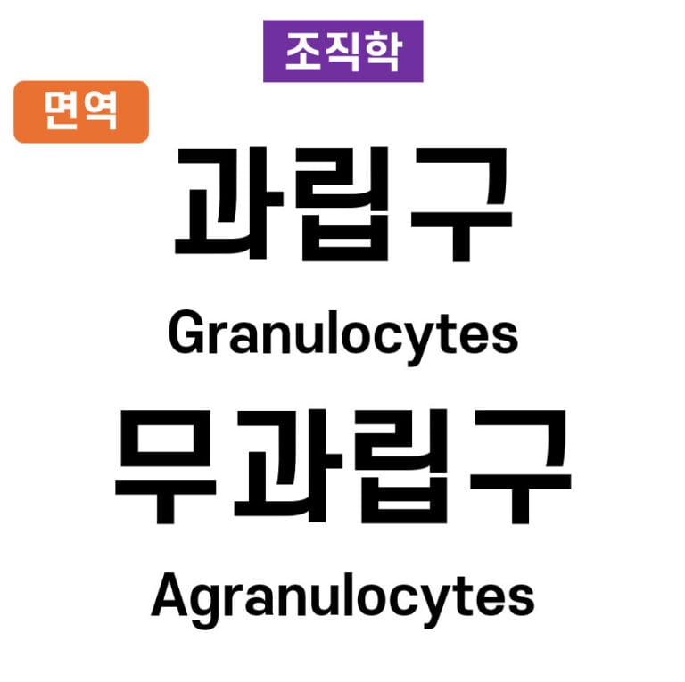 백혈구의 종류 | 과립구 (Granulocytes) vs 무과립구(Agranulocytes)