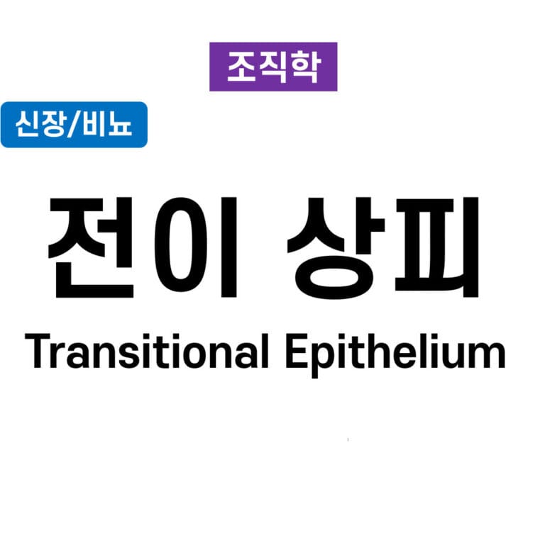 전이상피 (Transitional Epithelium)