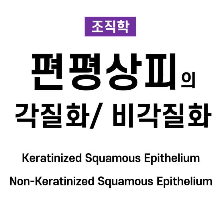 상피조직 03. 편평상피의 각질화와 비각질화 (Keratinized vs. Non-Keratinized Squamous Epithelium)