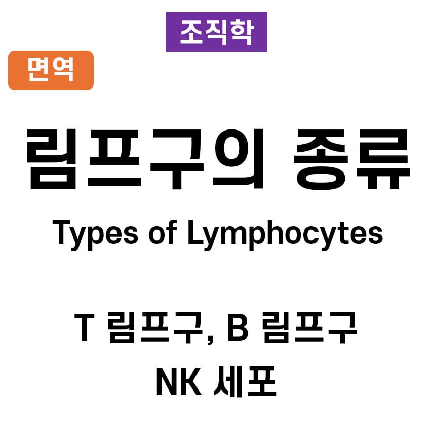 림프구의 종류 (Types of Lymphocytes)