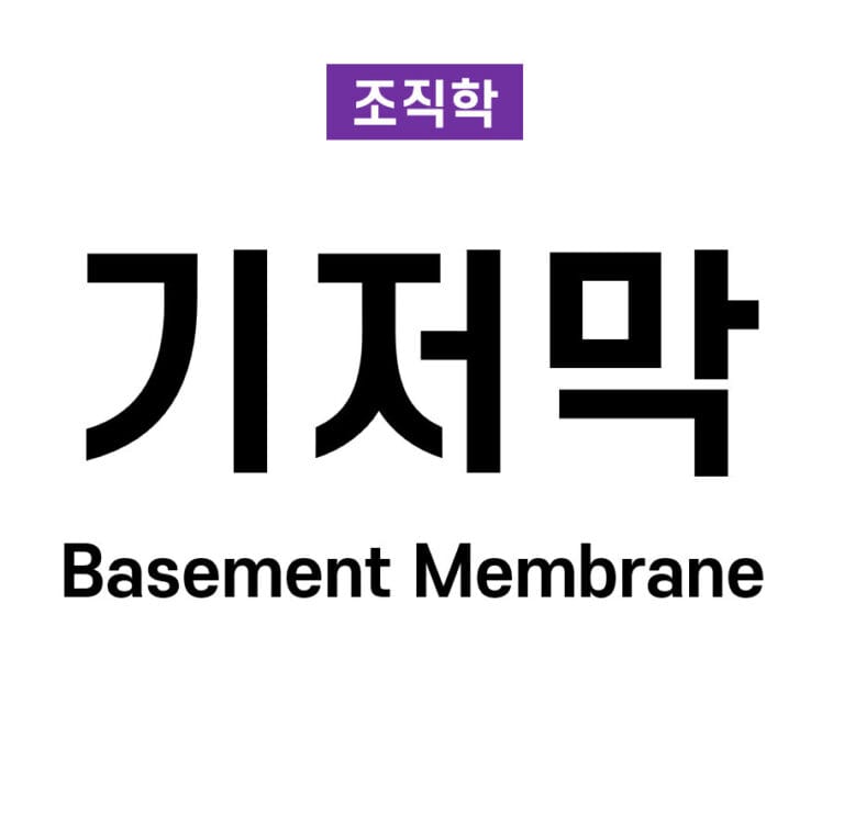 기저막 (Basement Membrane)