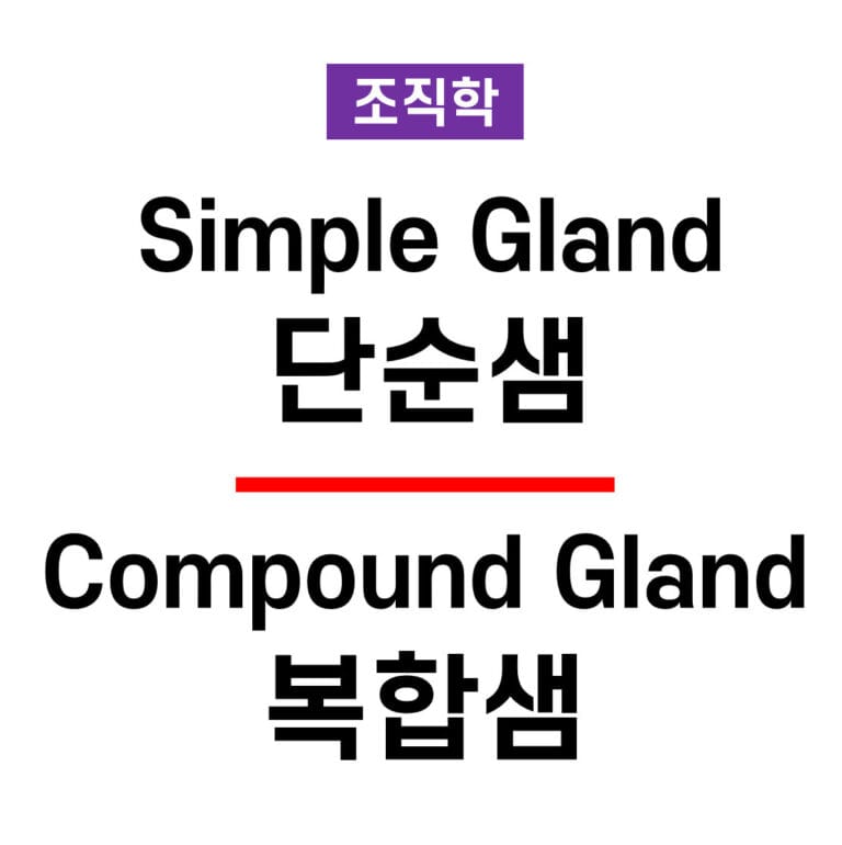 분비선의 세포 배열 (Simple Gland, Compound Gland)