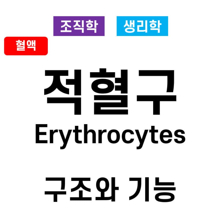 적혈구 구조와 기능 (RBCs, Erythrocytes)